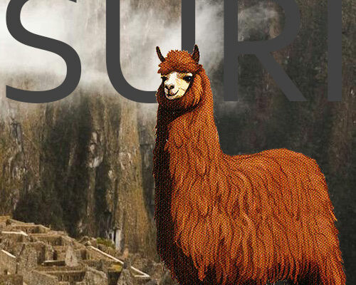 What is SURI ALPACA and what is SURI ALPACA fashion?